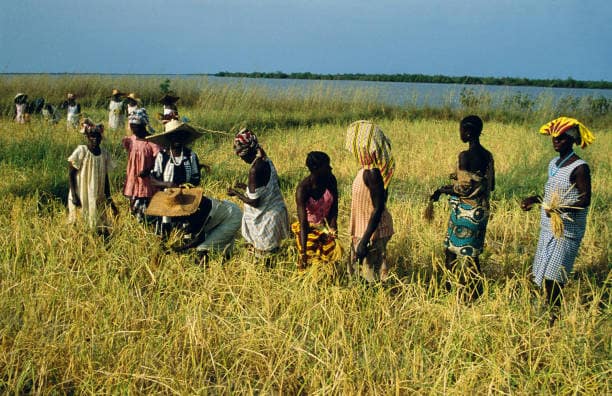 SENEGAL : CASAMANCE CULTURE DE RIZ SENEGAL : CASAMANCE CULTURE DE RIZ. (Photo by Michel RENAUDEAU/Gamma-Rapho via Getty Images)